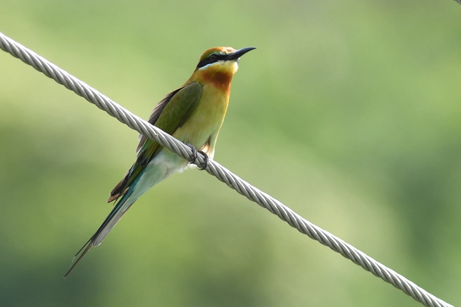 Blauwstaartbijeneter (Merops philippinus)